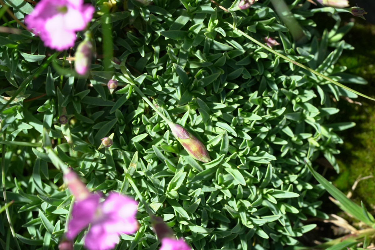 DSC02409.JPG