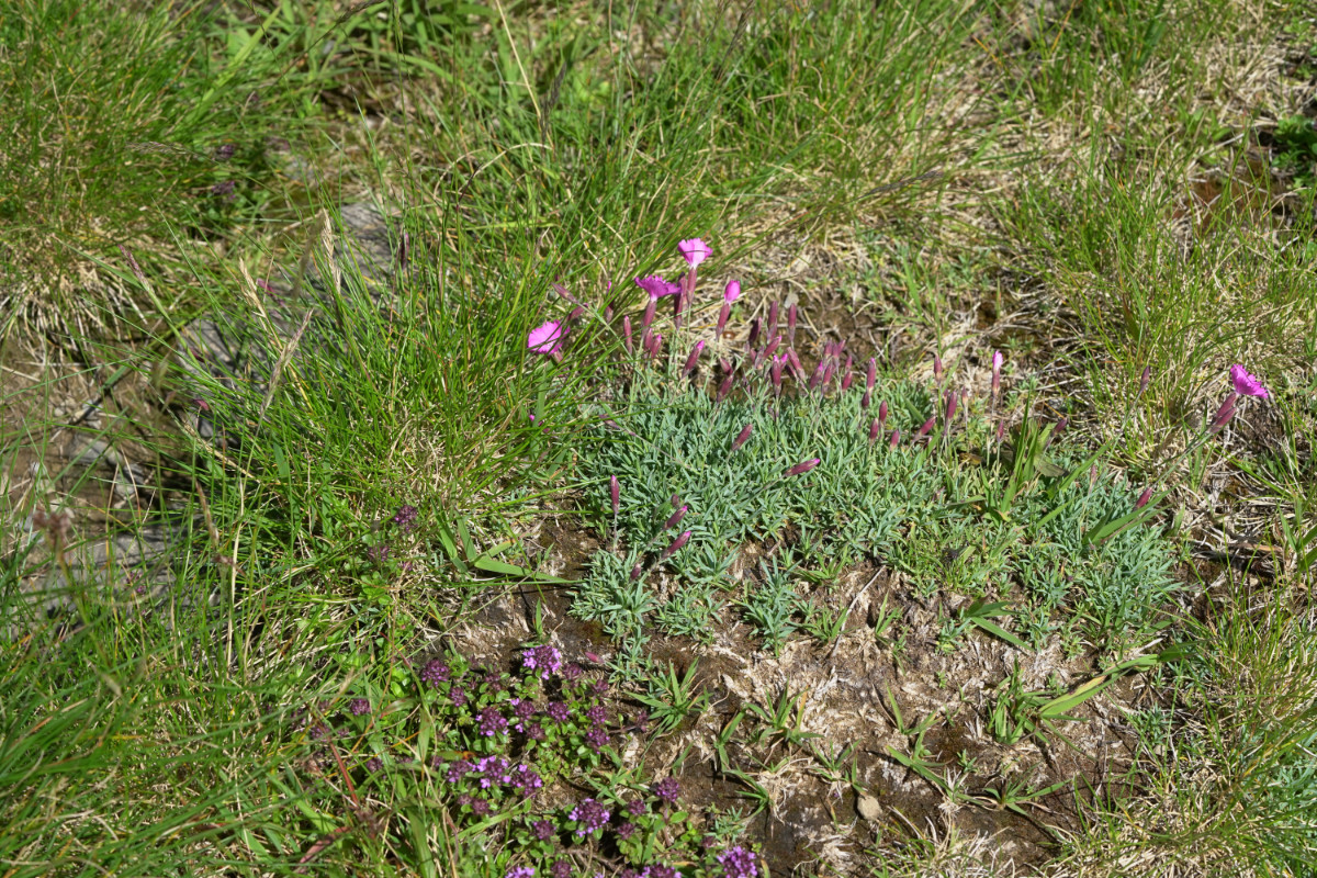 DSC02415.JPG