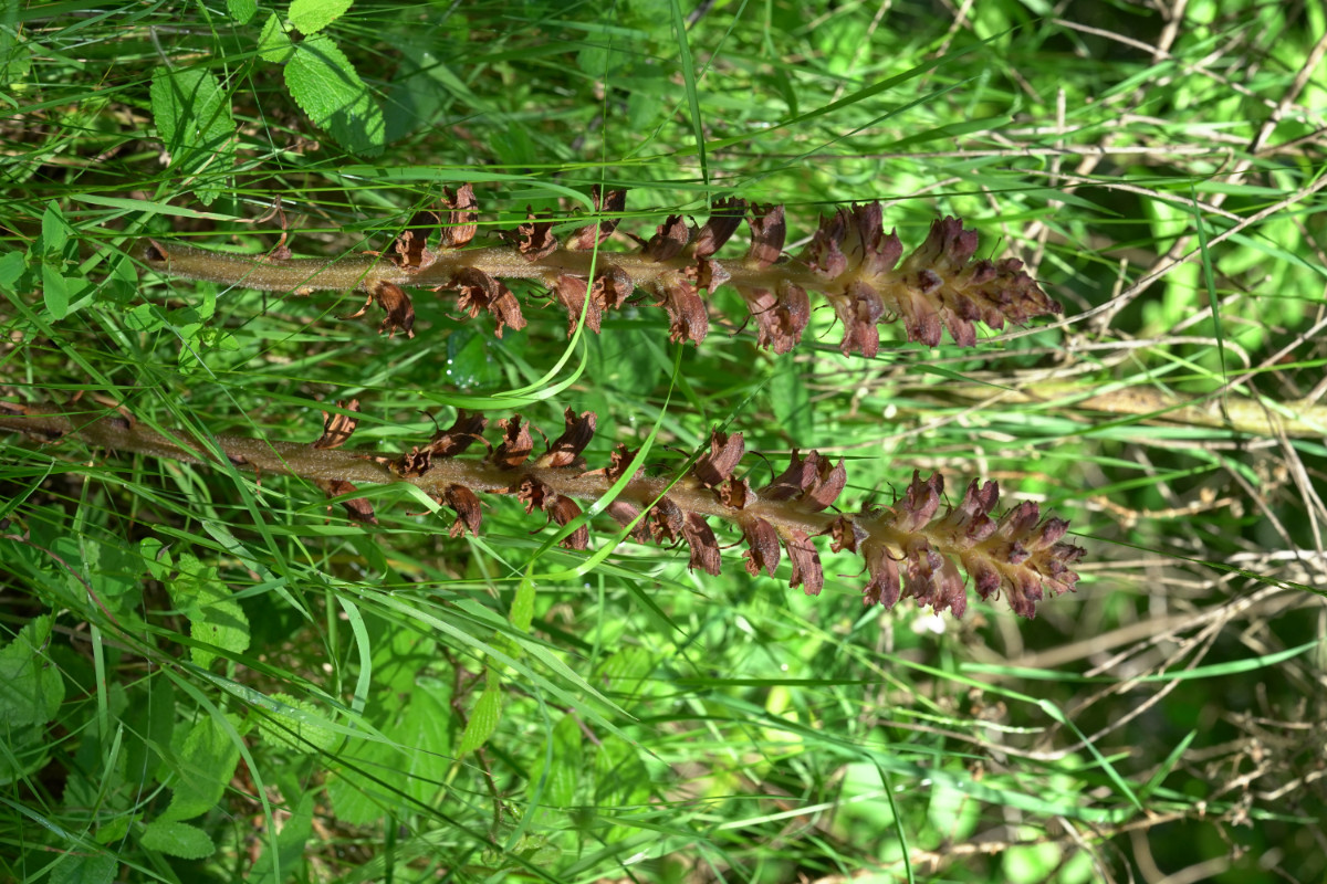 DSC01396.JPG
