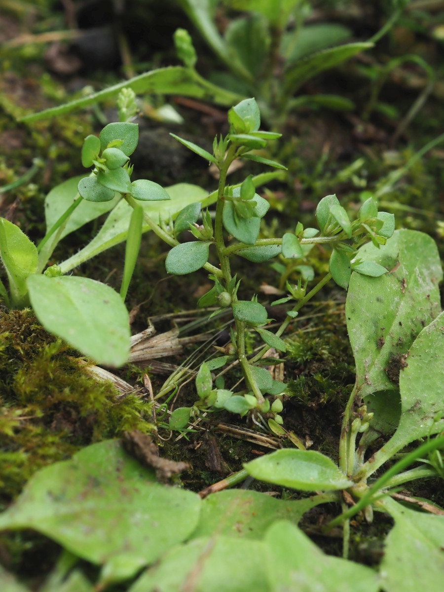 P7282618_900x1200_Anagallis_minima.jpg