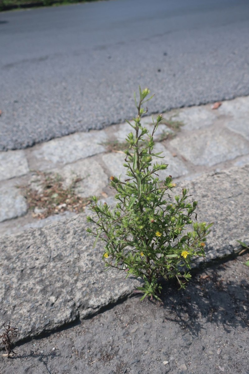 Dittrichia graveolens_Bamberg Hafen_2024-07-17.jpg