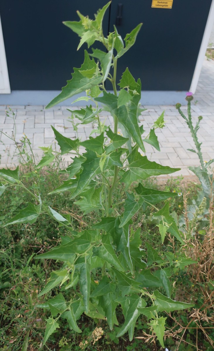 Atriplex sagittata_Bamberg Hafen_2024-07-17.jpg