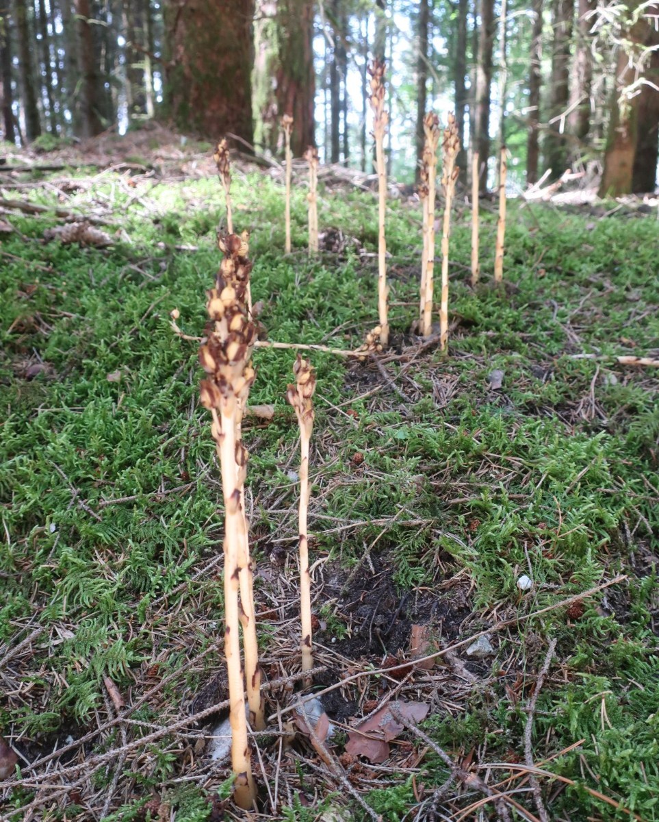 Hypopitys monotropa, ein schöner Trupp.