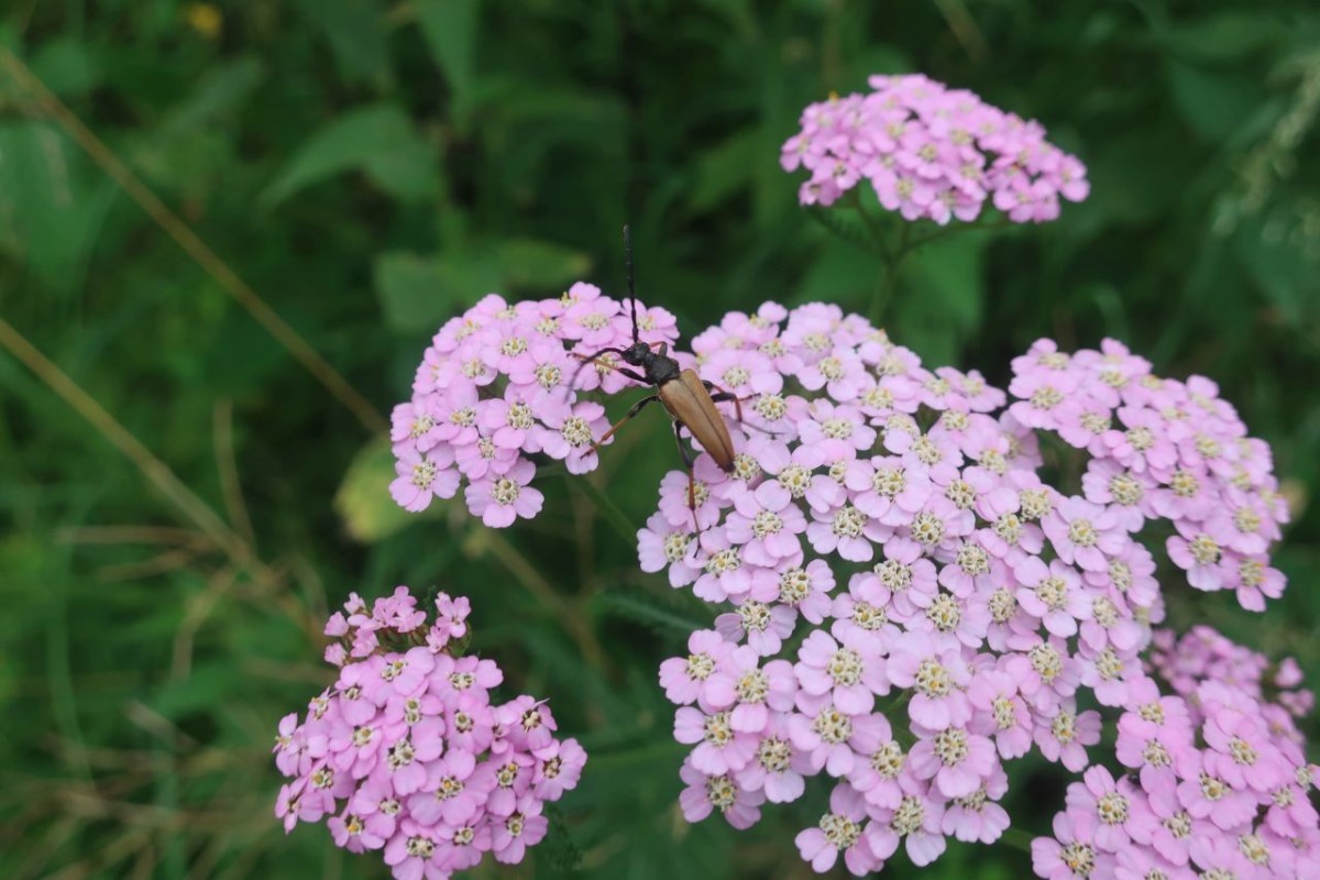 Achillea millefolium - manche Exemplare sind so rosa, man mag kaum glauben, dass das alles die gleiche Art ist. Hier mit Besuch, vermutlich Schwarzspitziger Halsbockkäfer.