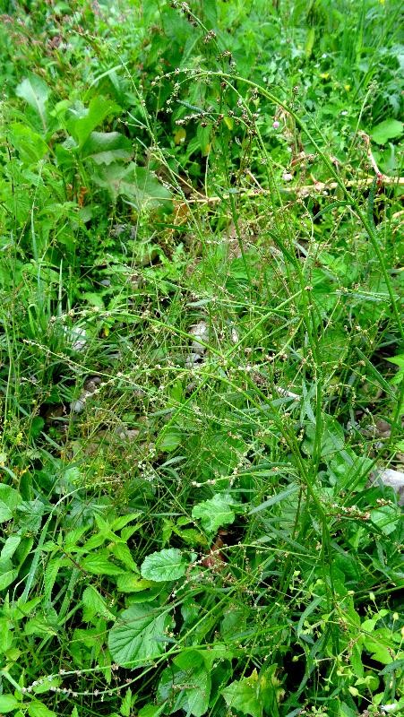 Habitus