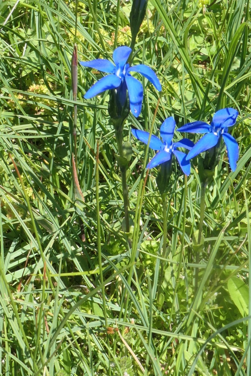 Gentiana cf. bavarica Turtmanntal VS 2024-07-17 - Kopie.JPG