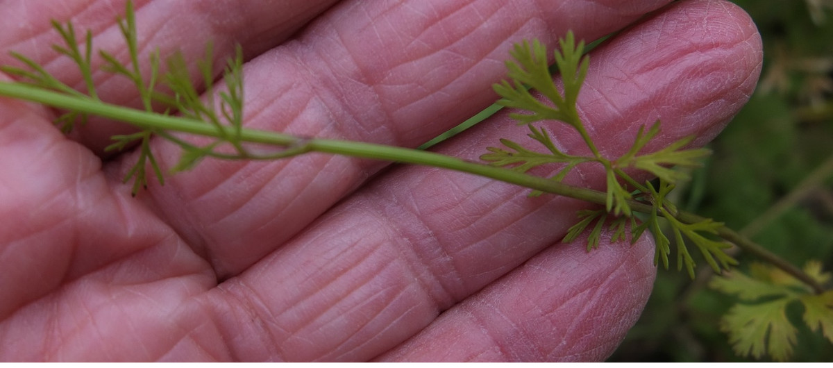 Caucalis platycarpos Ackerhaftdolde 3.JPG