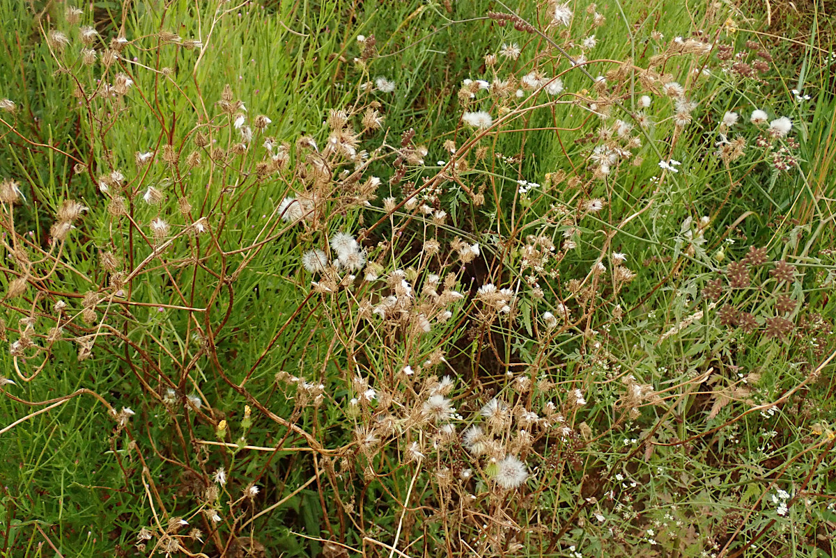 Crepis setosa-a_15-07-2024.jpg