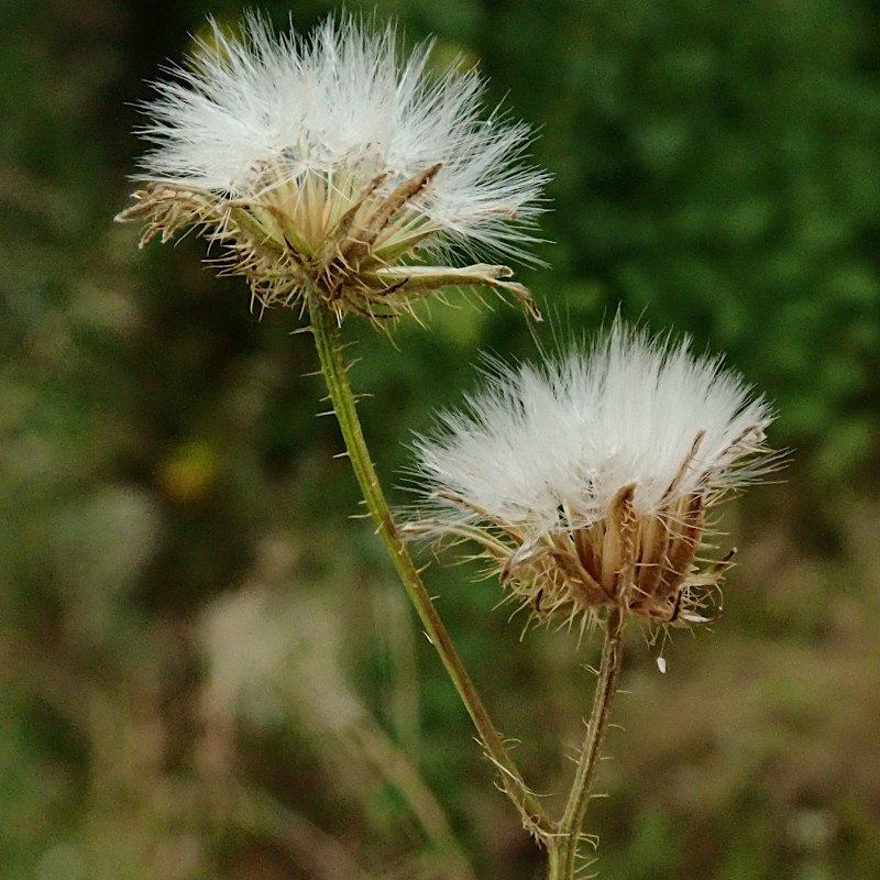 Crepis setosa-b.jpg
