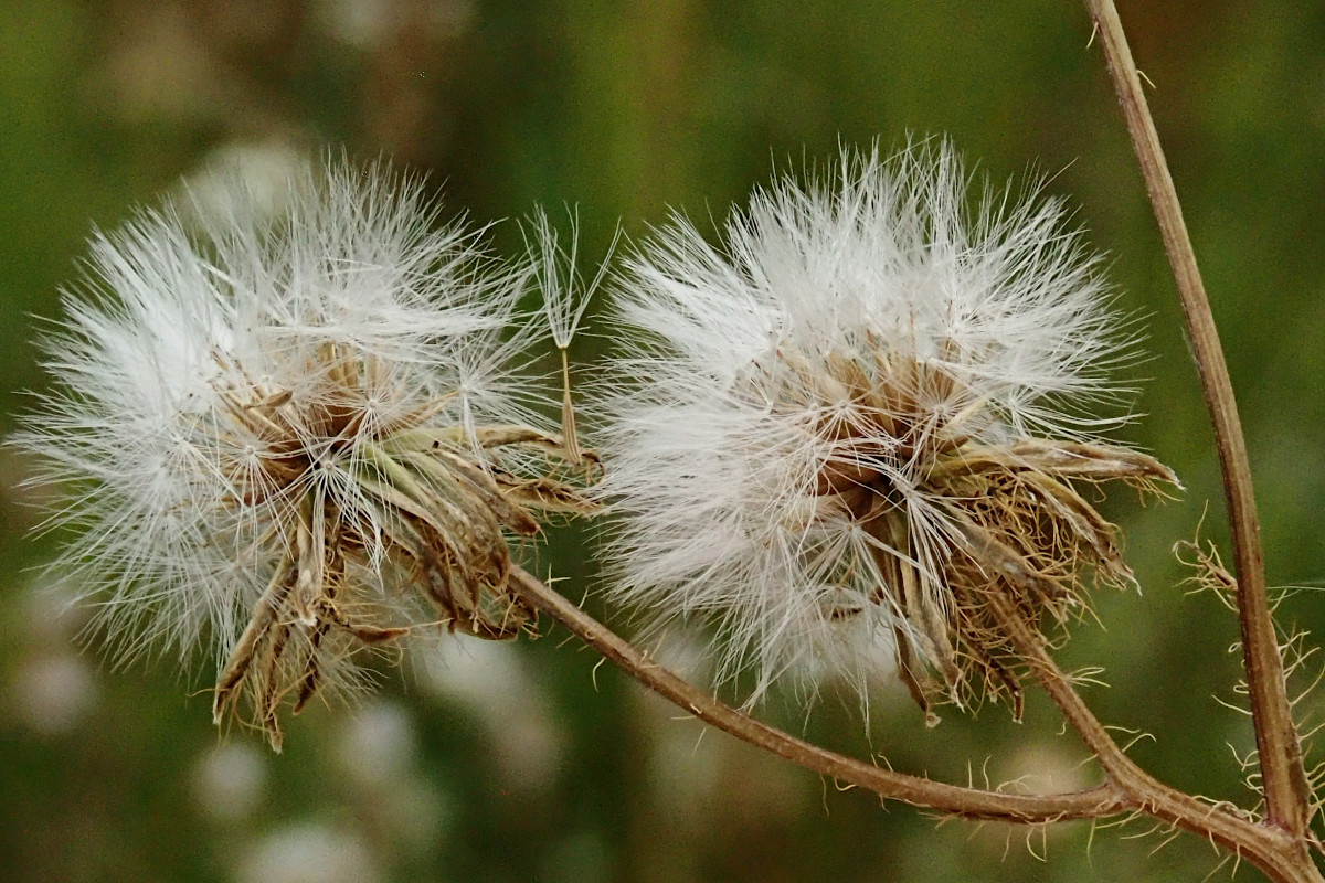 Crepis setosa-c.jpg