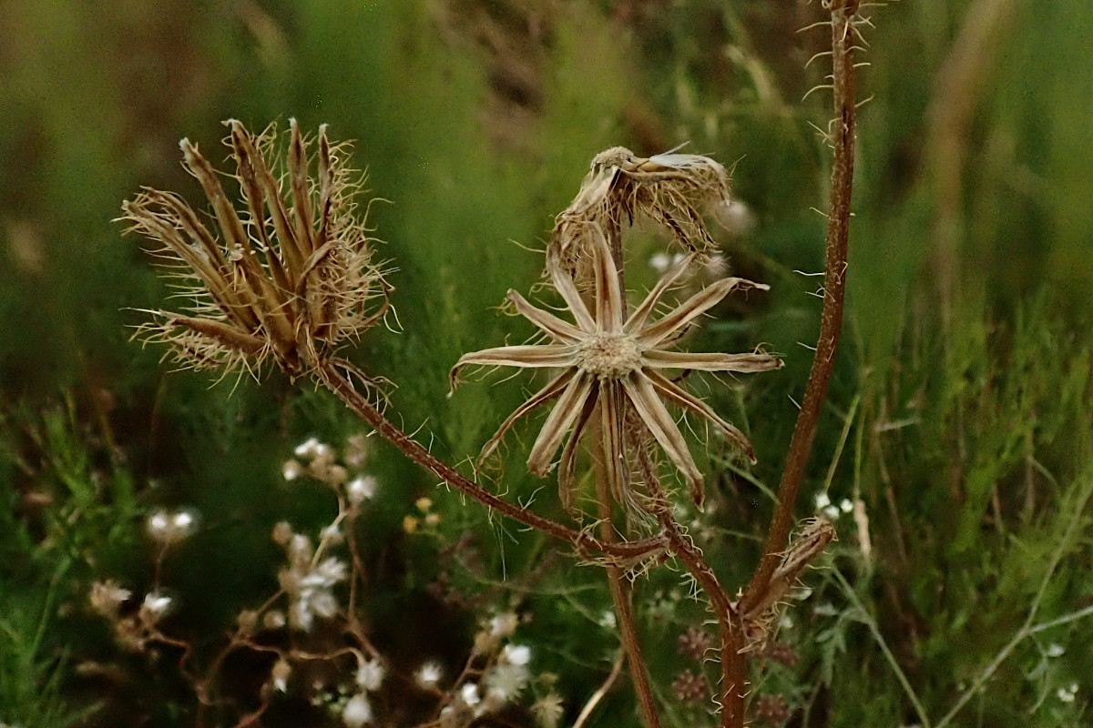 Crepis setosa-d.jpg