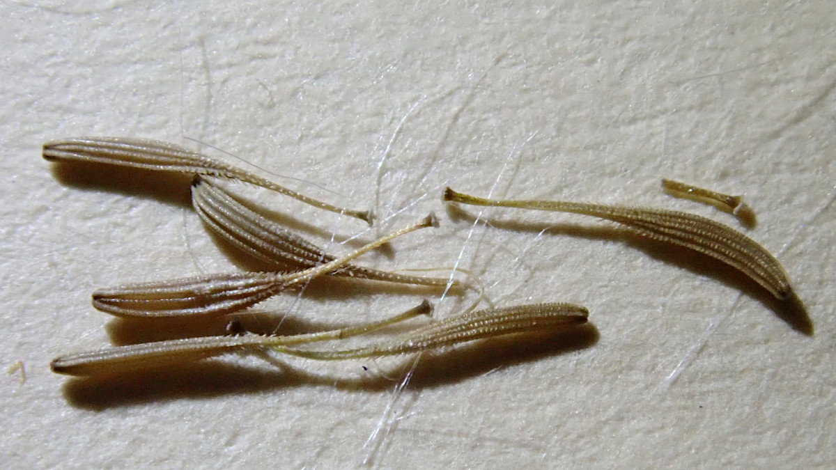 Crepis setosa-f.jpg