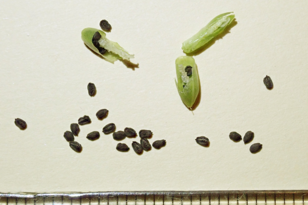 Petrorhagia prolifera Frucht Samen_15-07-2024.jpg