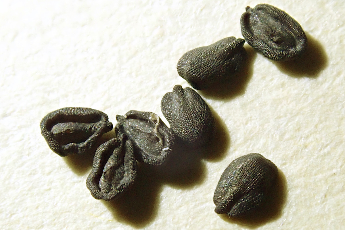 Petrorhagia prolifera Samen.jpg
