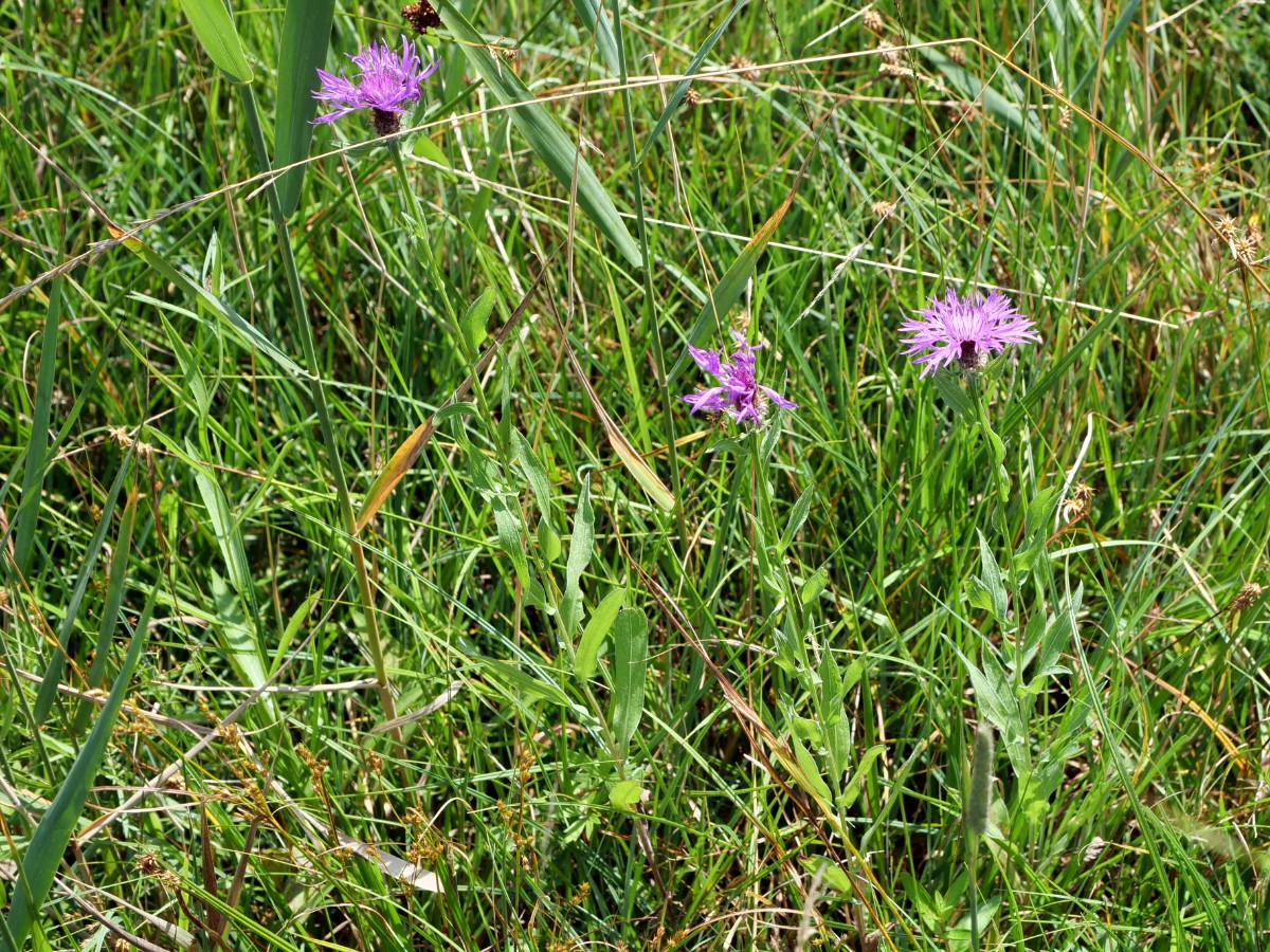 P1068937.JPG