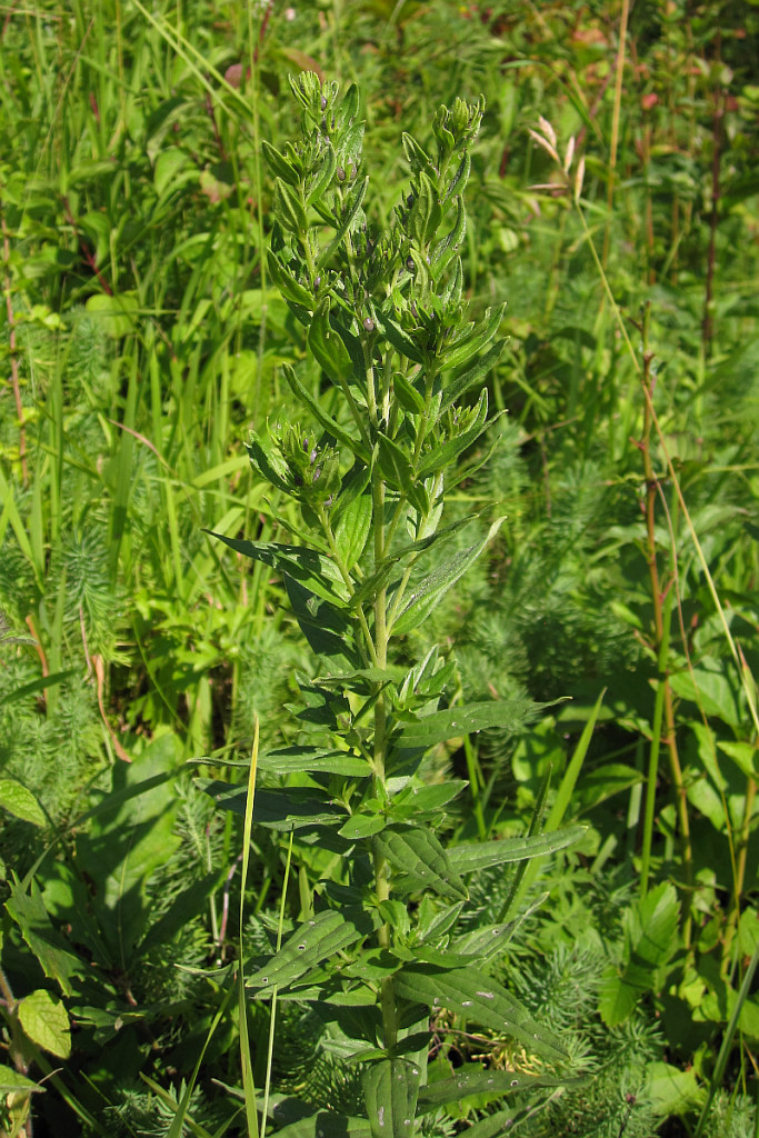 cf_lithospermum_2024-07-20 (1).jpg