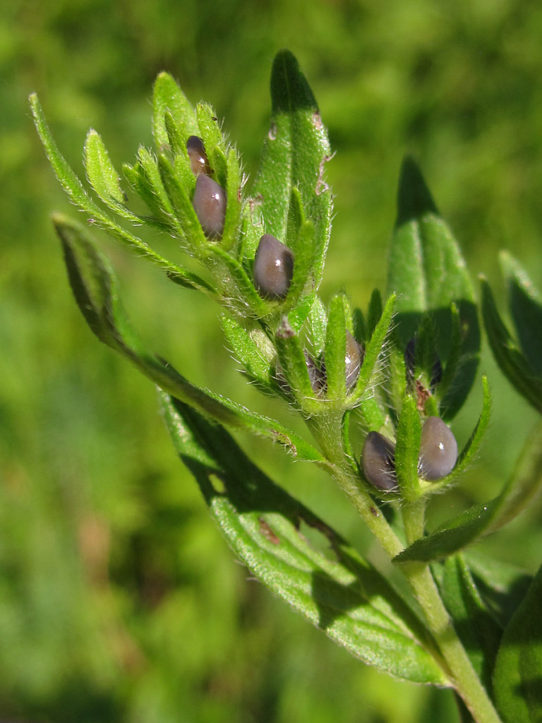 cf_lithospermum_2024-07-20 (2).jpg
