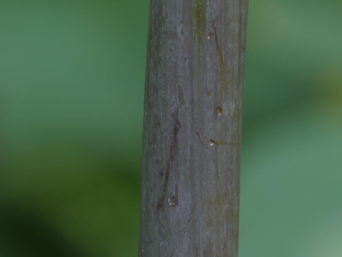 17082022 Wald-Engelwurz 3.JPG