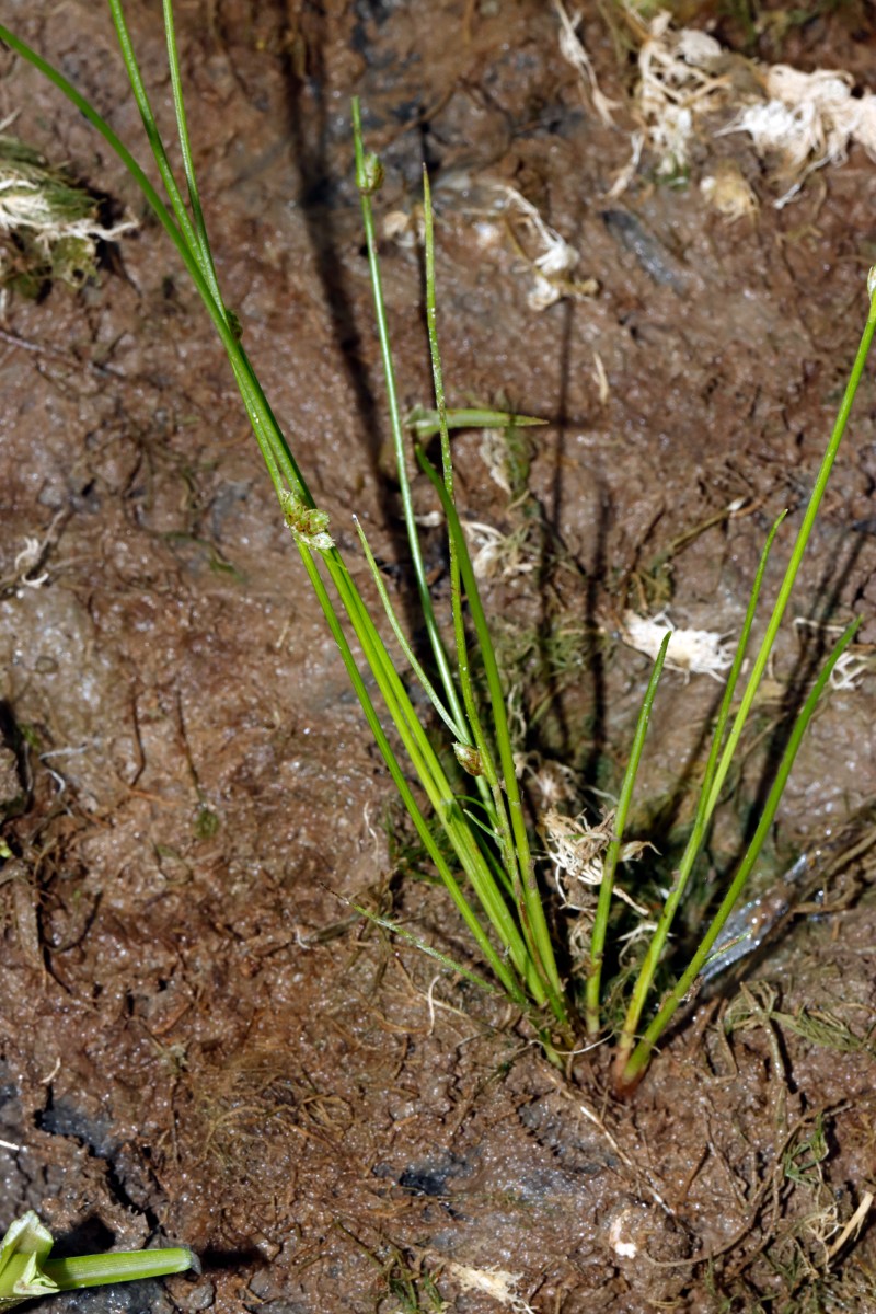 Schoenoplectiella supina Dettenheim nördl Fundort A02.jpg