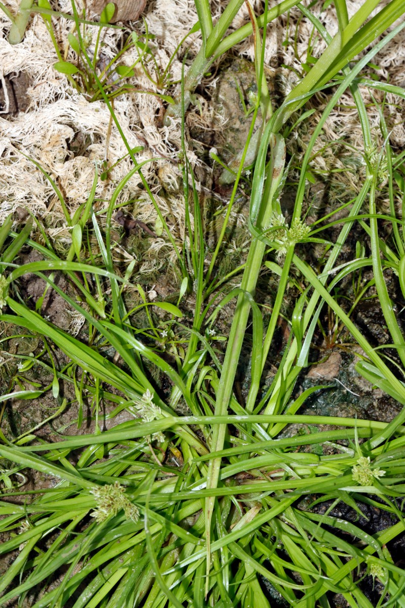 Schoenoplectiella supina Dettenheim nördl Fundort A04.jpg