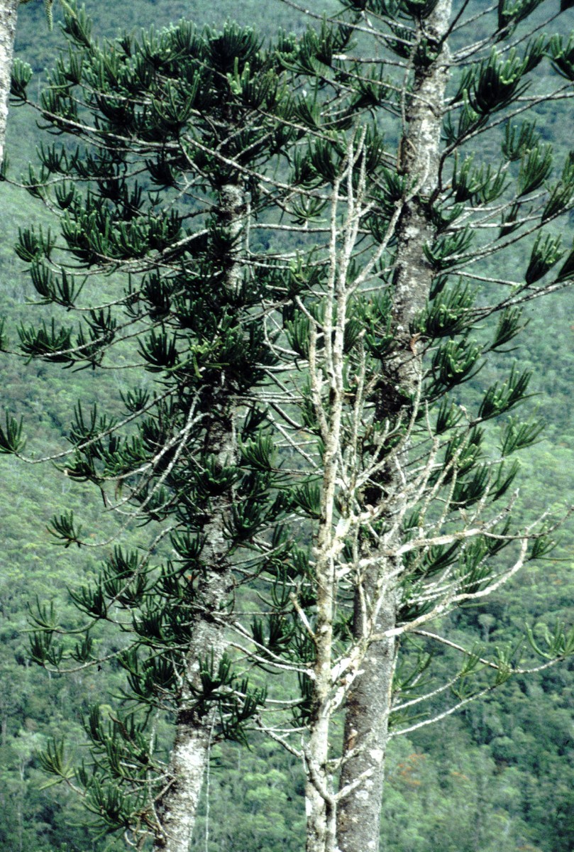 Araucaria bernieri ARAUC AN NewCal HteOuinne 12-97.jpg