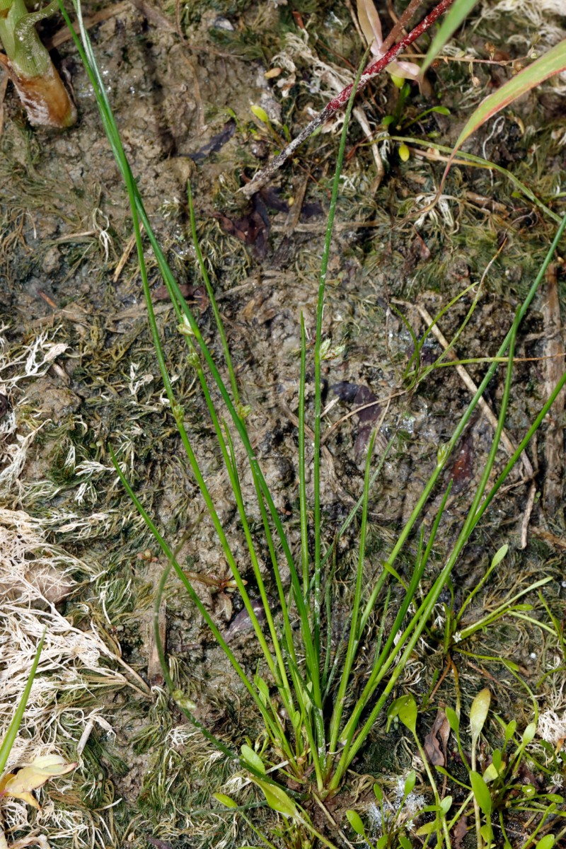 Schoenoplectiella supina Dettenheim nördl Fundort A06.jpg