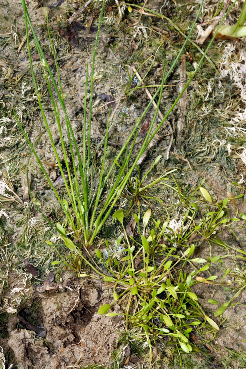 Schoenoplectiella supina Dettenheim nördl Fundort A07.jpg