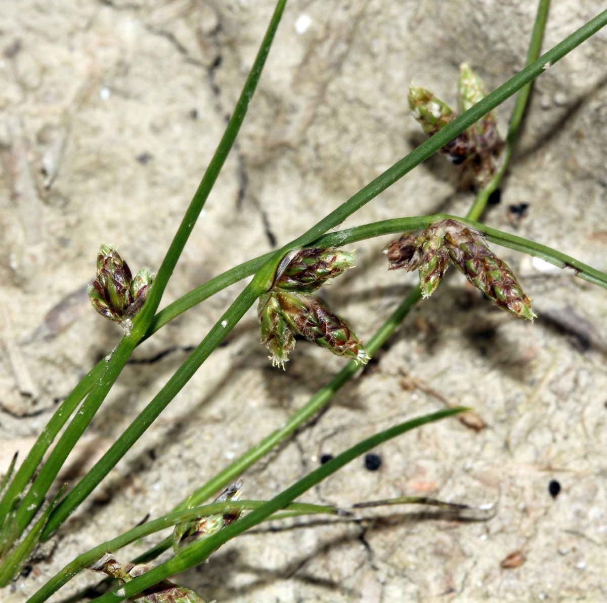 Schoenoplectiella supina Rheinsheim ######## 2013 D06.jpg