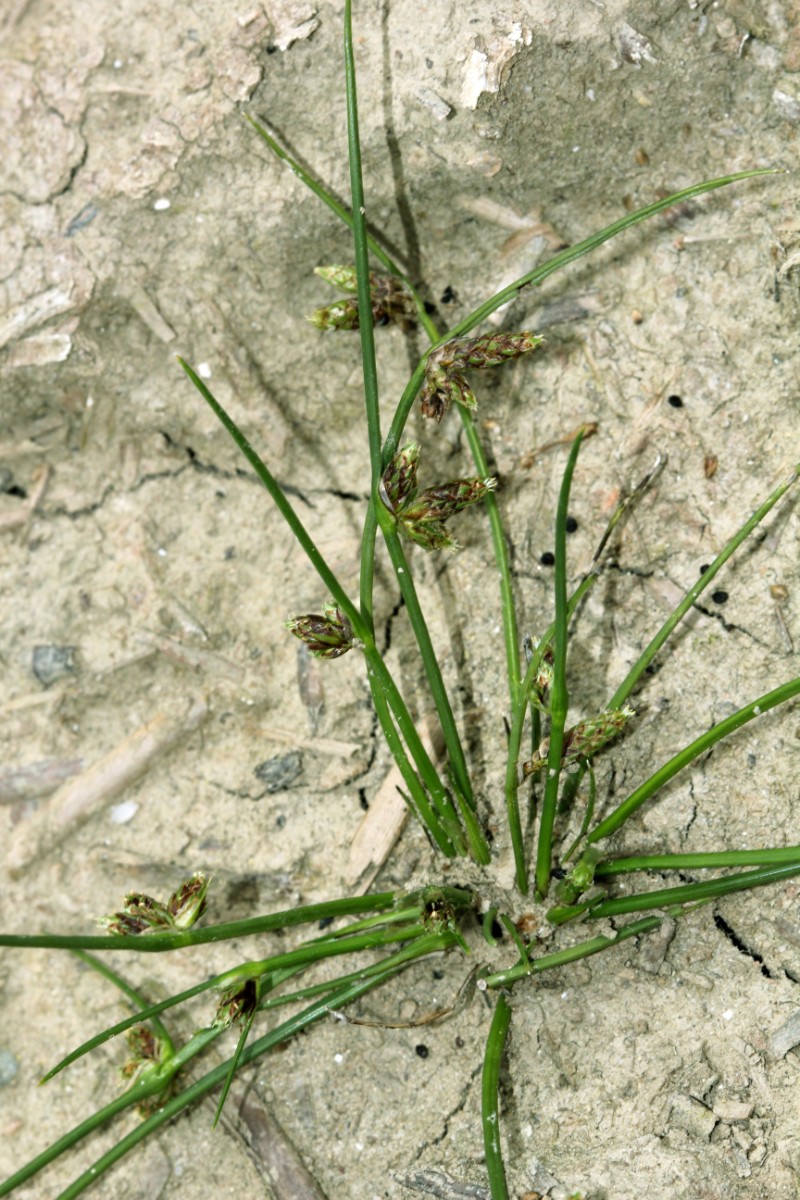 Schoenoplectiella supina Rheinsheim ######## 2013 D09.jpg