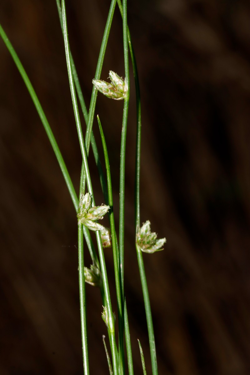 Schoenoplectiella supina Rheinsheim ######## 2024 A06.jpg