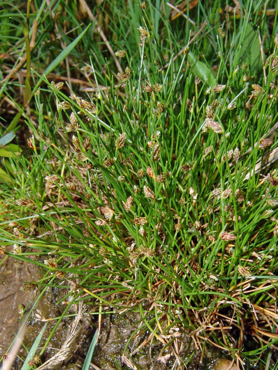 Isolepis setacea yy Drover Heide G02.jpg