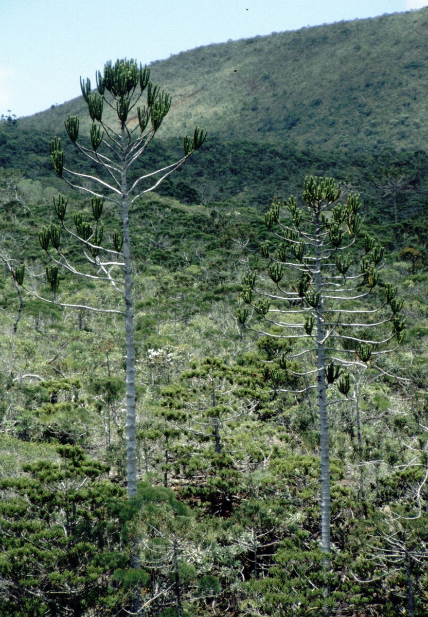 Araucaria sp ARAUC AN NewCal ChutesMadeleine 12-97(27).jpg