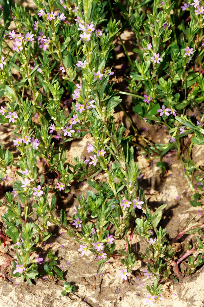 Lythrum hyssopifolia Langensteinbach A01.jpg