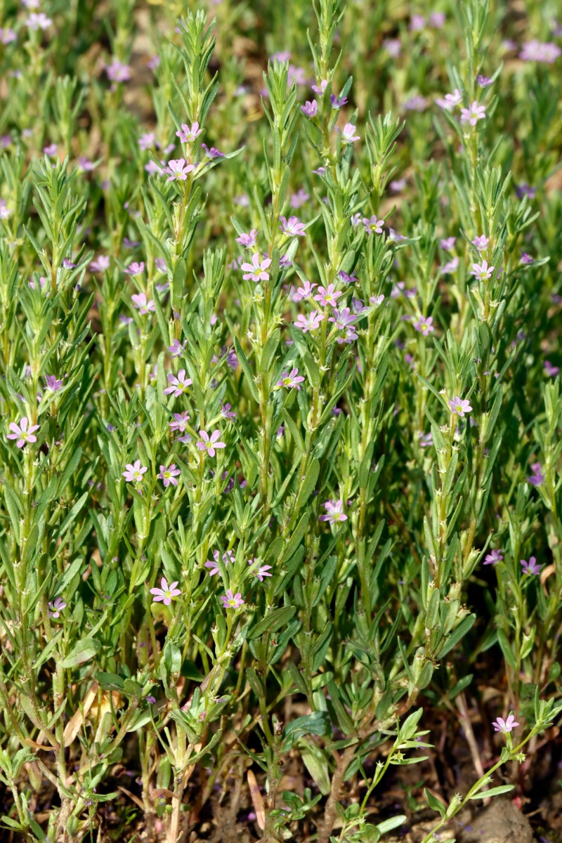Lythrum hyssopifolia Langensteinbach A04.jpg