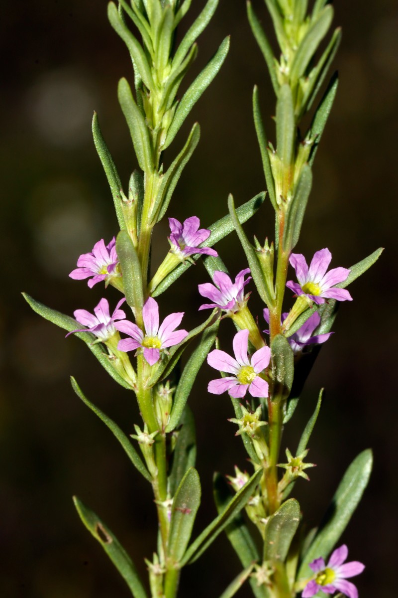 Lythrum hyssopifolia Langensteinbach A06.jpg