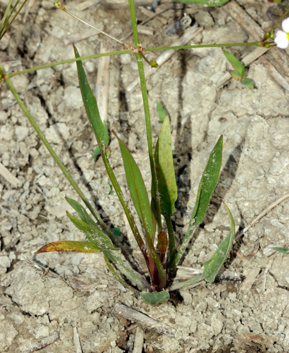 Alisma lanceolatum S Elchesheim A02.jpg