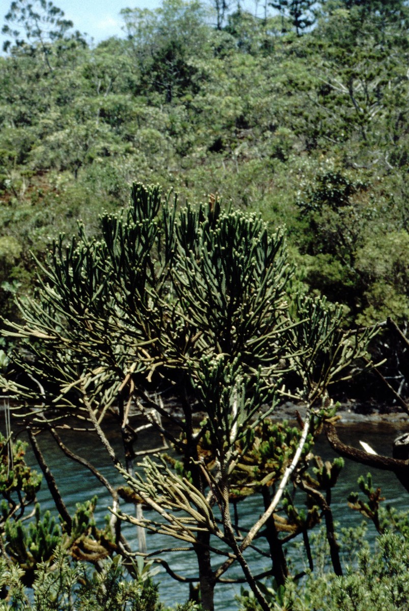 Dacrydium araucarioides PODOC AN NewCal Madeleine 12-97.jpg