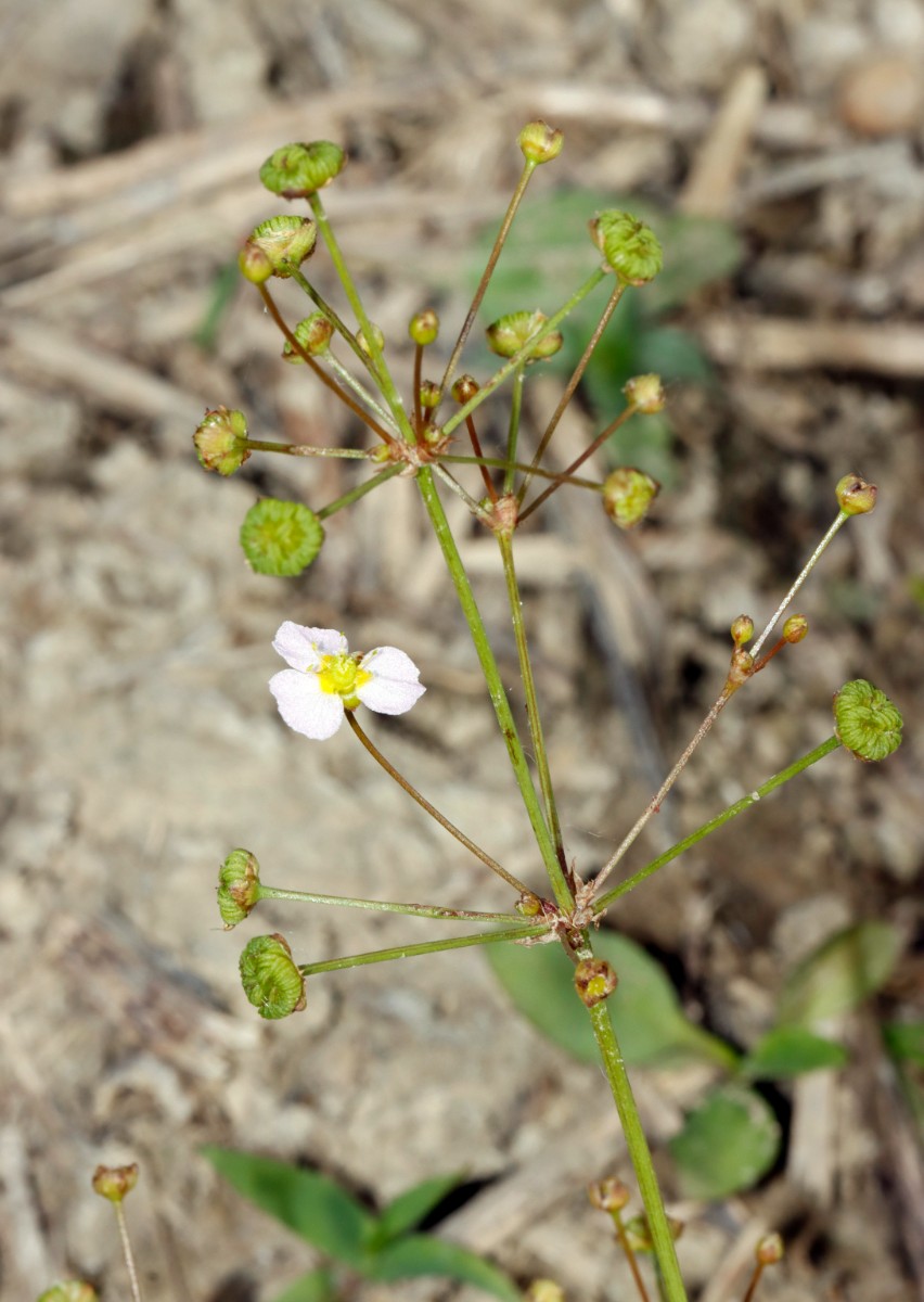 Alisma lanceolatum S Elchesheim A03.jpg