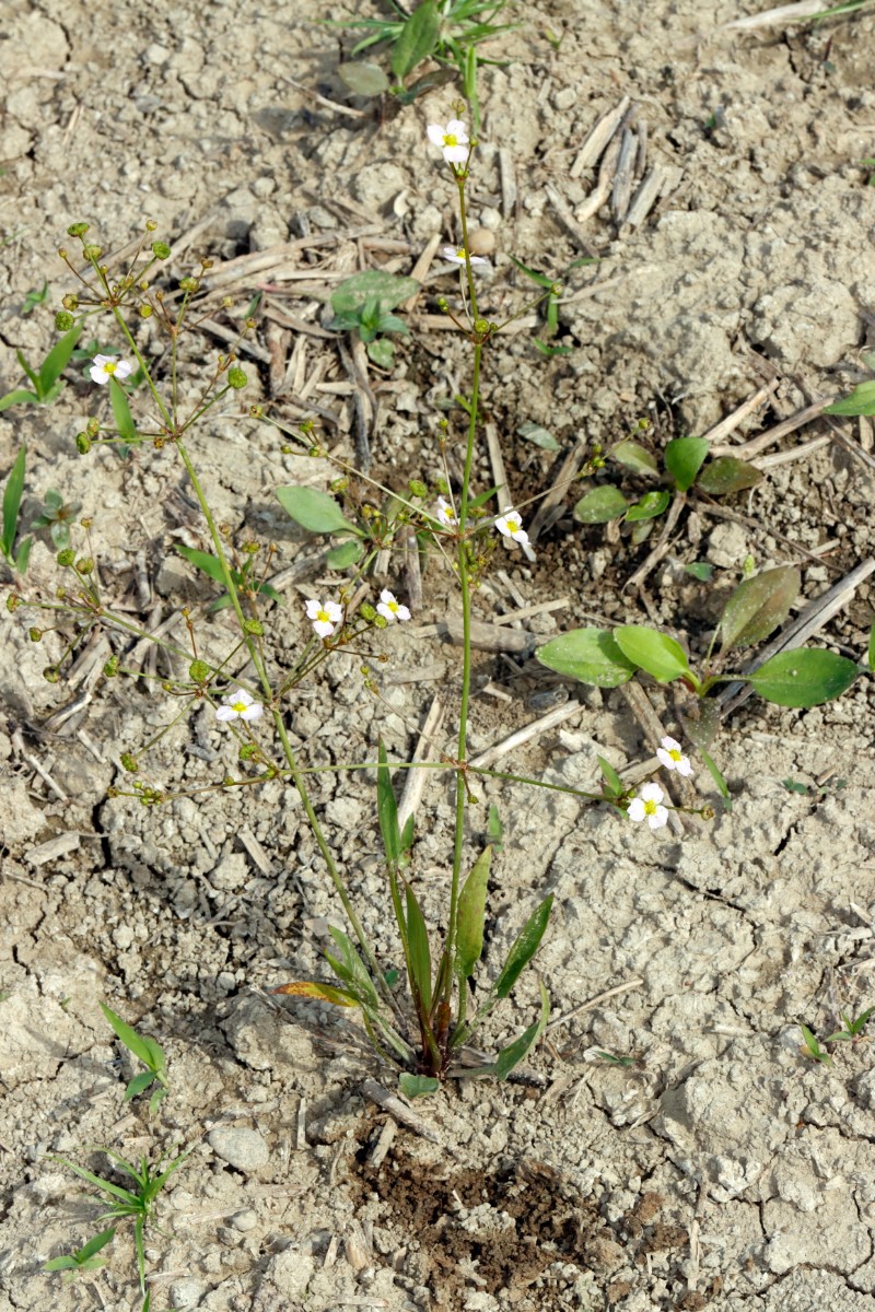 Alisma lanceolatum S Elchesheim A09.jpg