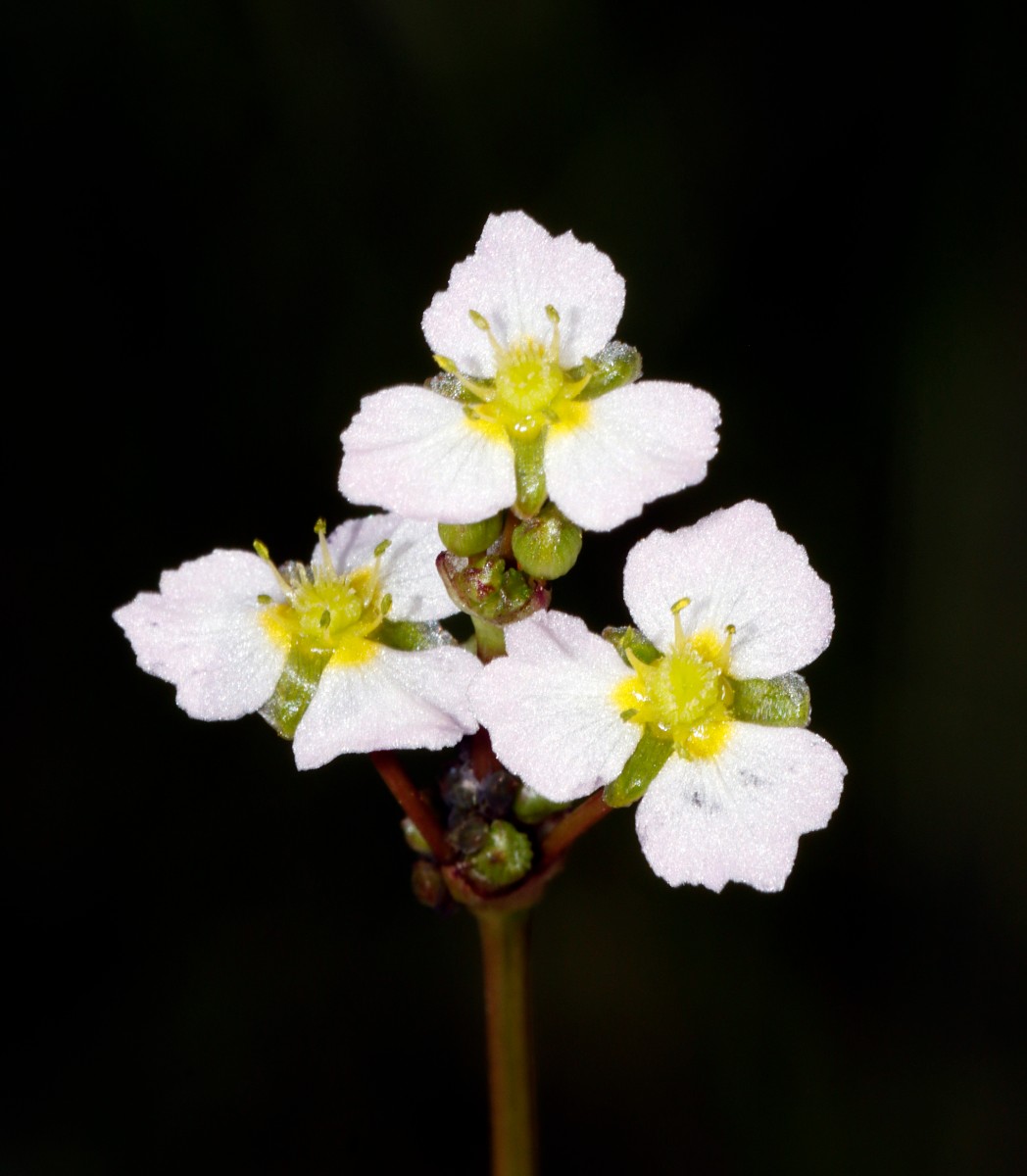 Alisma lanceolatum Dettenheim Weichau A01.jpg