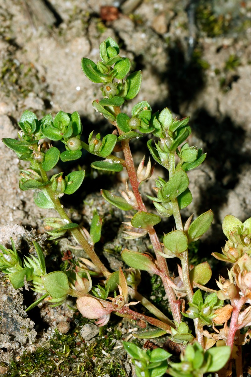 Lysimachia minima (Centunculus) W Reiskirchen A07.jpg