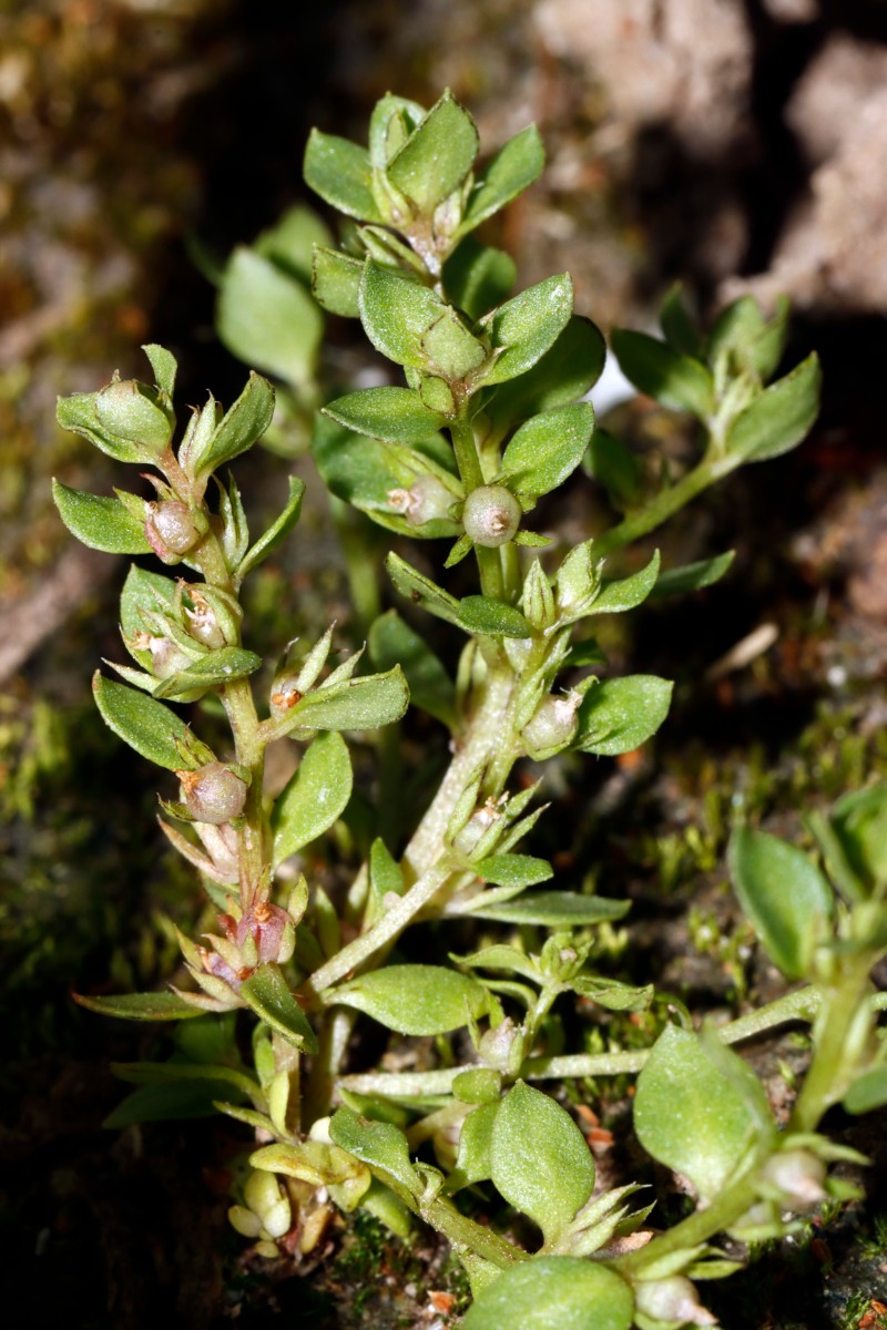 Lysimachia minima (Centunculus) W Reiskirchen A10.jpg
