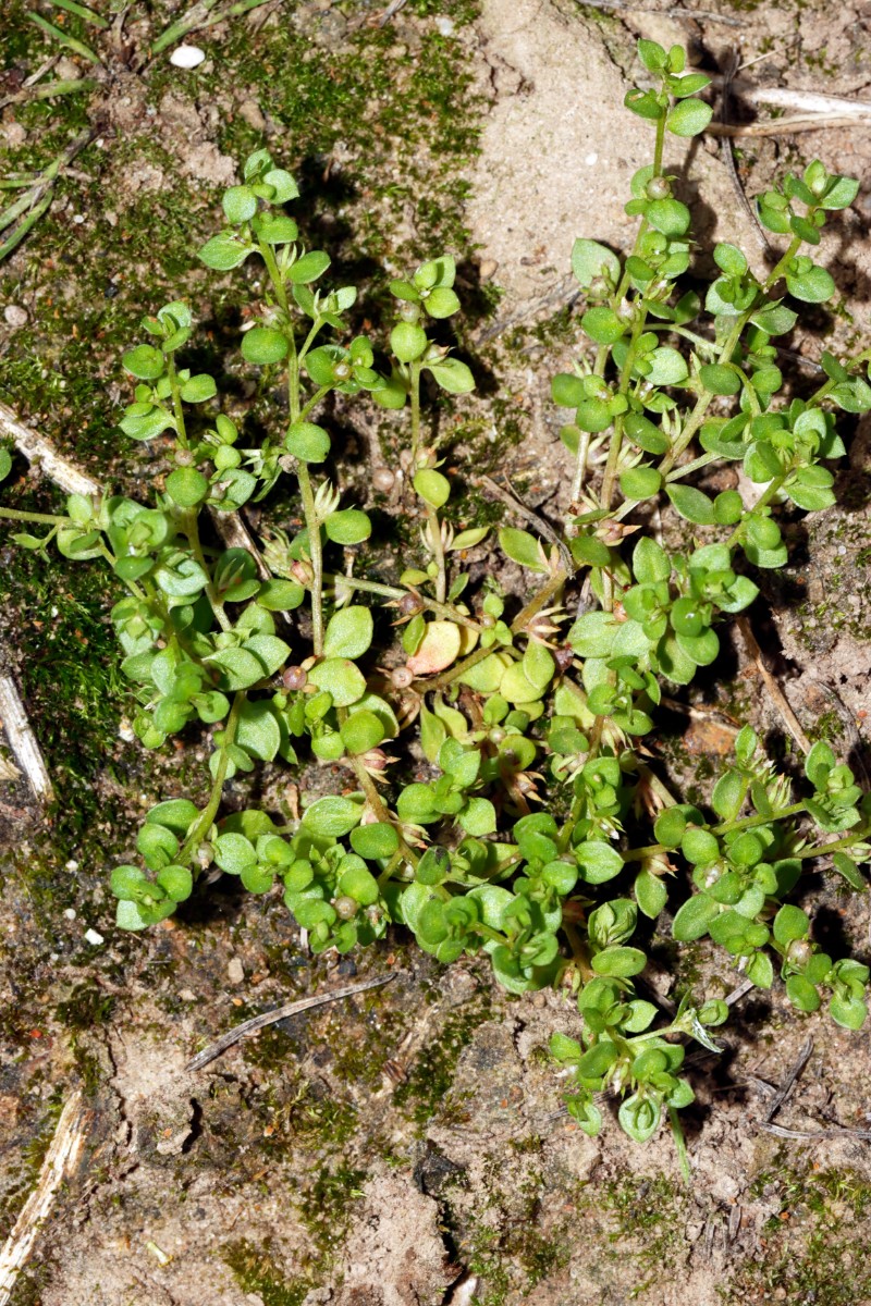 Lysimachia minima (Centunculus) W Reiskirchen A16.jpg