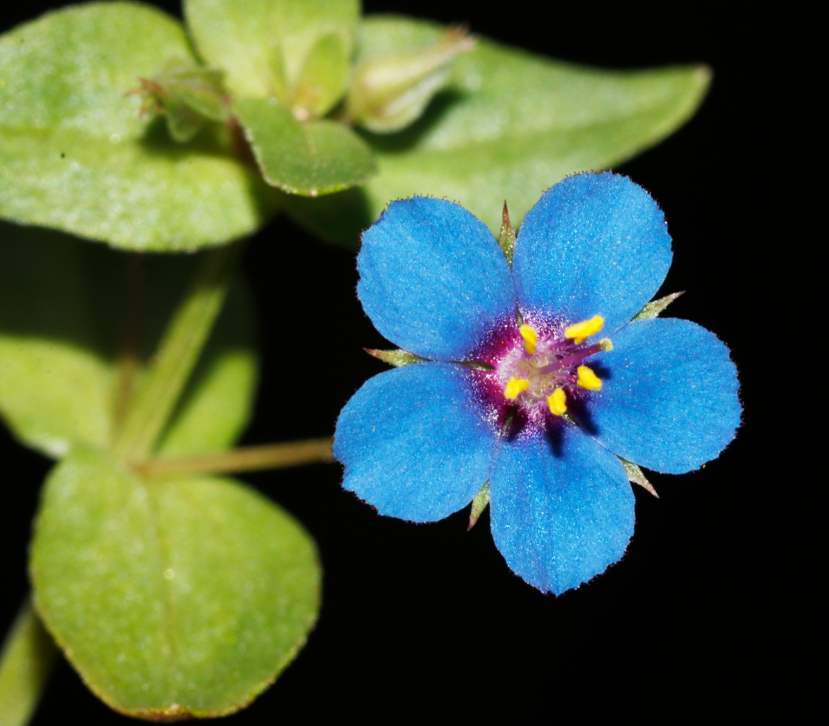 Lysimachia loeflingii W Reiskirchen A04.jpg