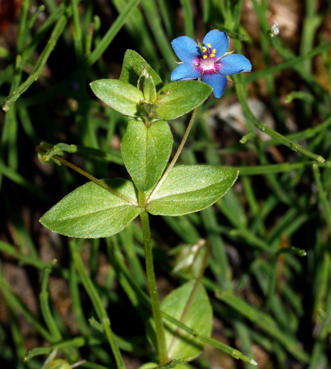 Lysimachia loeflingii W Reiskirchen A05.jpg