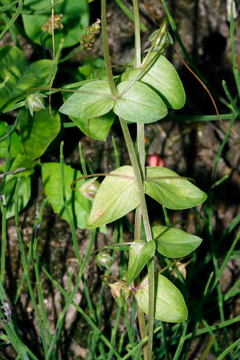 Lysimachia loeflingii W Reiskirchen A09.jpg