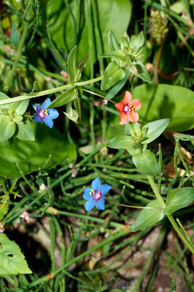 Lysimachia loeflingii W Reiskirchen A16.jpg