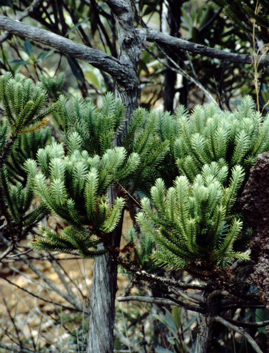 Neocallitropsis pancheri CUPRES AN NewCal Madeleine 12-97.jpg