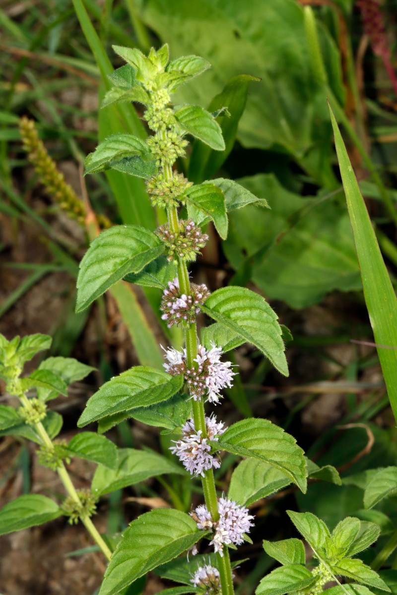 Mentha arvensis ssp arvensis S Elchesheim A02.jpg