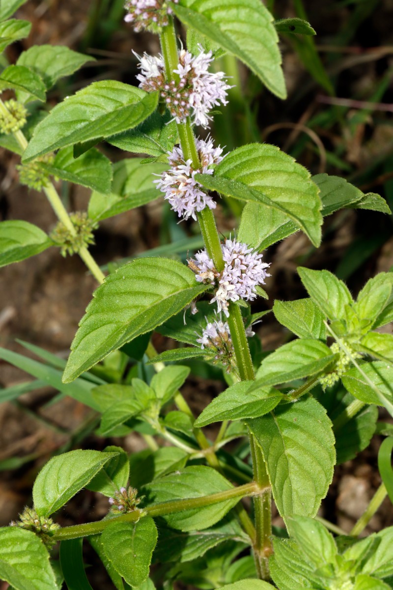 Mentha arvensis ssp arvensis S Elchesheim A03.jpg